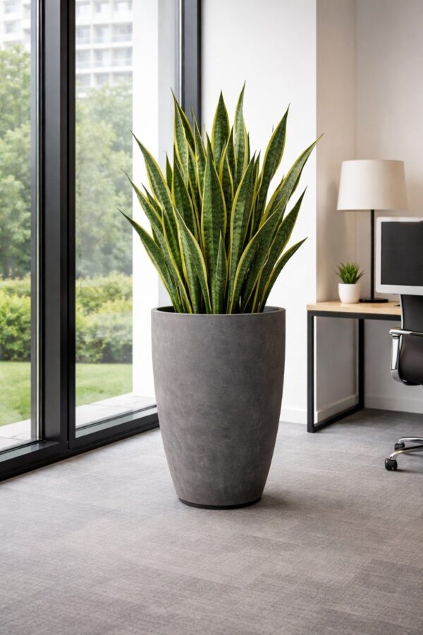 Вазон Бостон для бизнеса