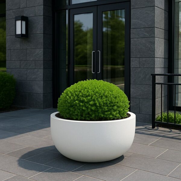 Вазон Сиэтл